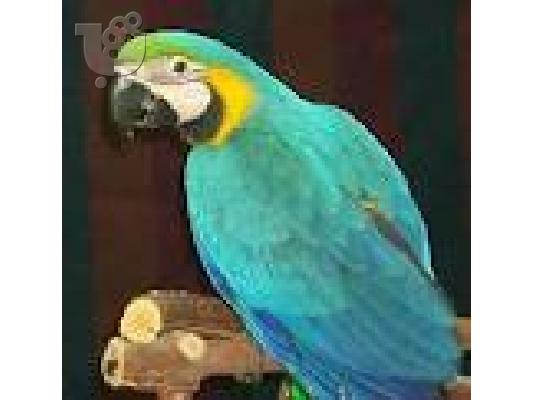 PoulaTo: ΖΕΥΓΟΣ ΚΟΥΒΕΝΤΕΣ των παπαγάλων MACAW ΔΩΡΕΑΝ